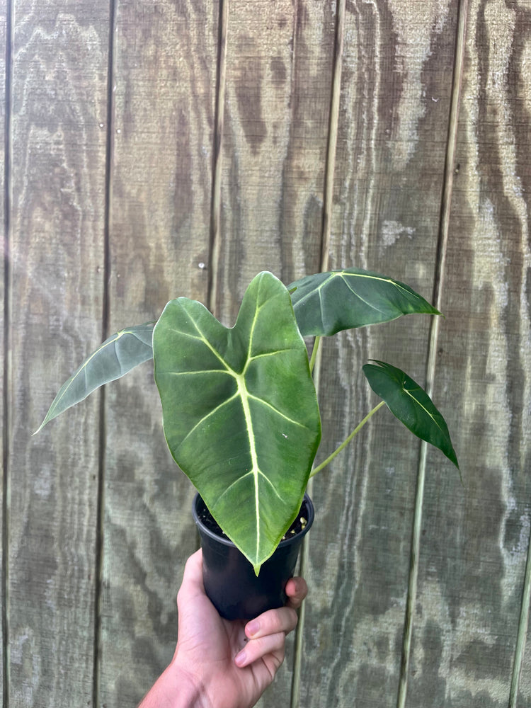 4” Alocasia Frydeck