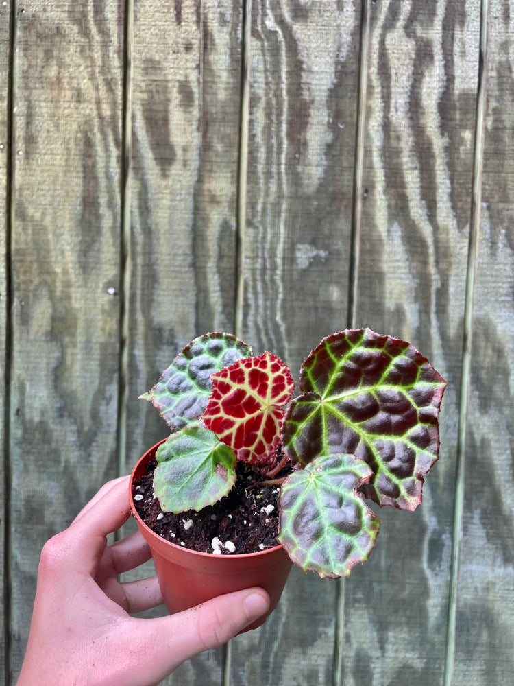 4” Begonia rajah