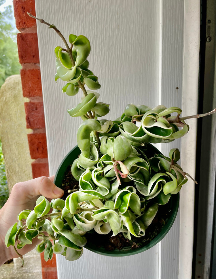 6” Variegated Hoya compacta ‘G’ - Succulent/ Houseplant