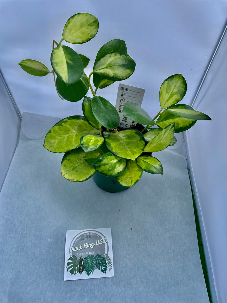 6β Hoya Australis Variegated