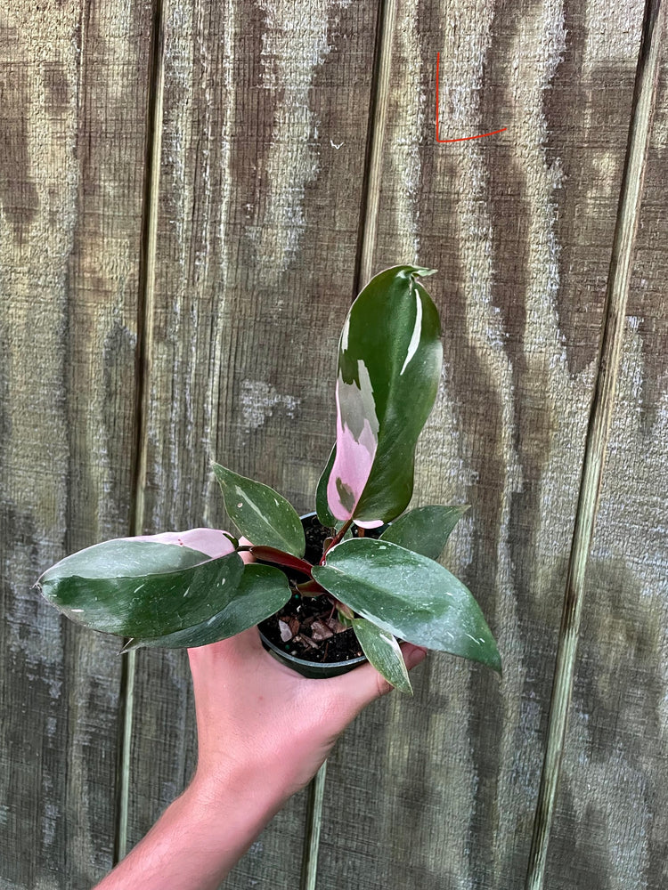 4” Pink Princess ‘L’