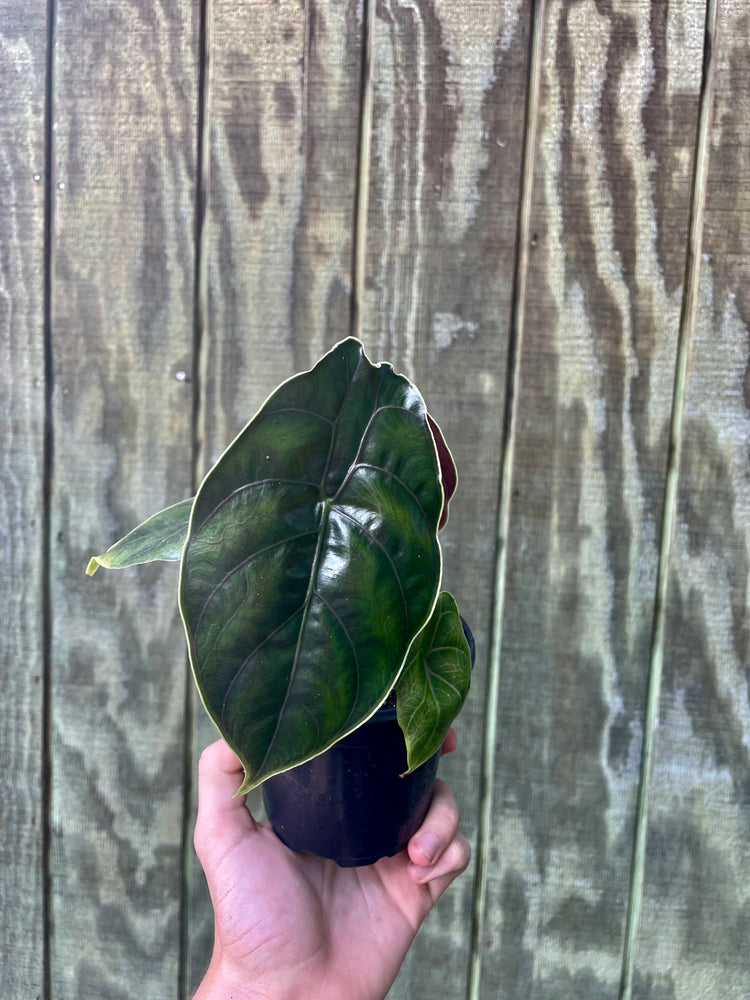 6” & 4” Alocasia Azlanii