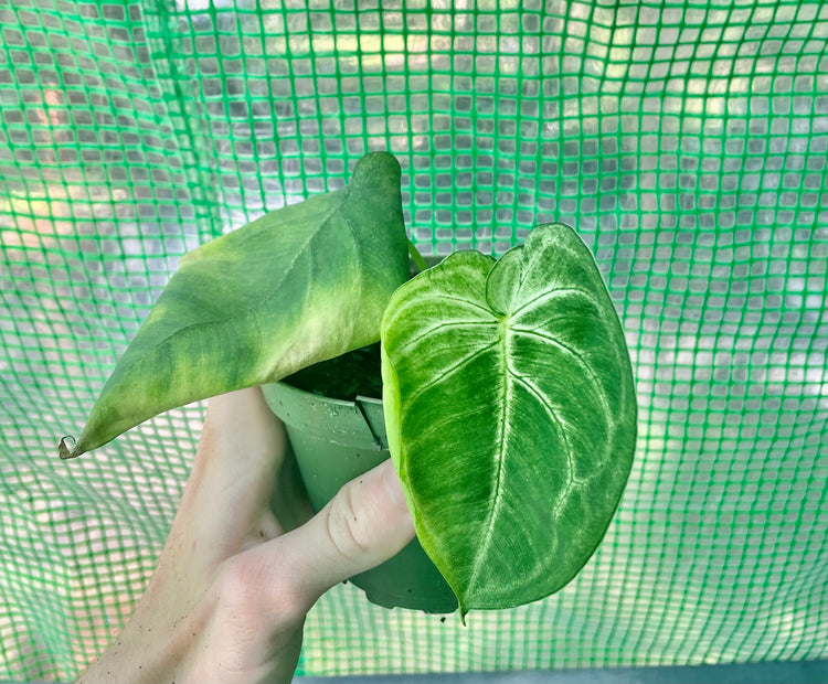 Small (rehabish) Syngonium Ice