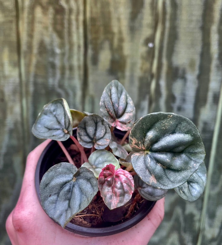 4” Pink Lady Peperomia