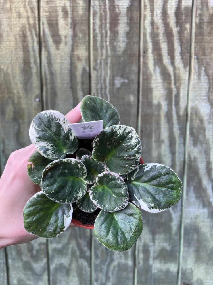 4” ‘Kisses’ Variegated Violet