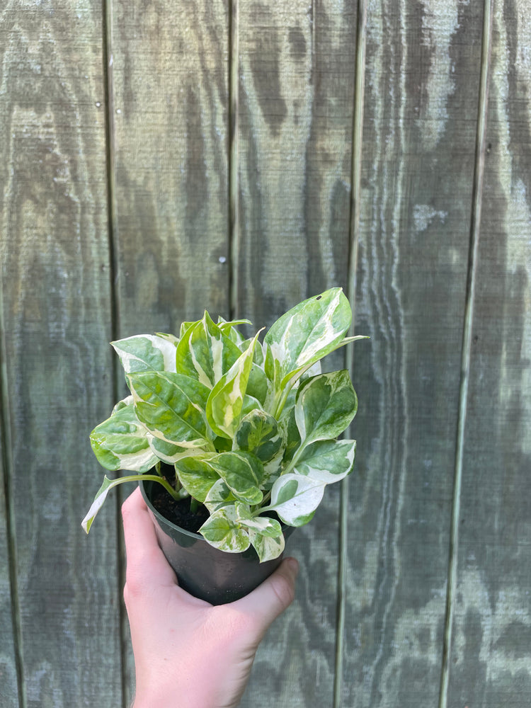 4” Pothos PJ