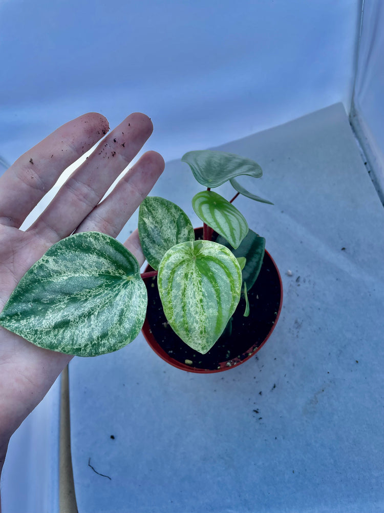 4” Variegated watermelon pep