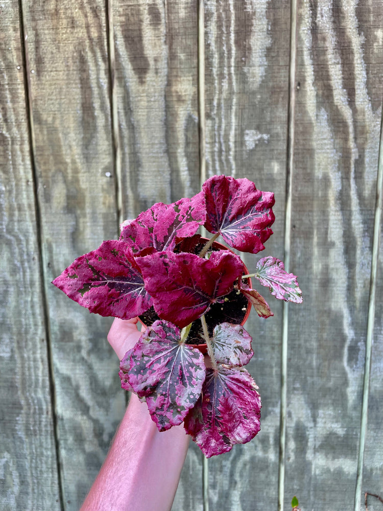 4” Looking Glass Begonia