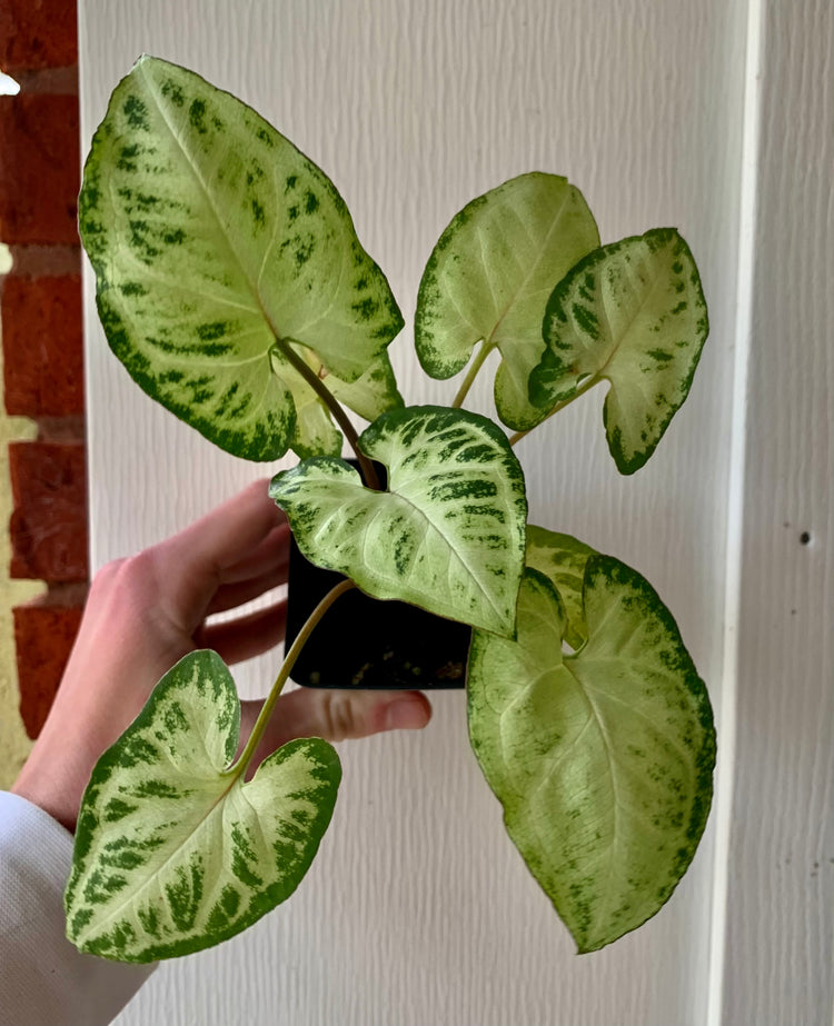 Uncommon 3” Syngonium “Glo Go” - Houseplant
