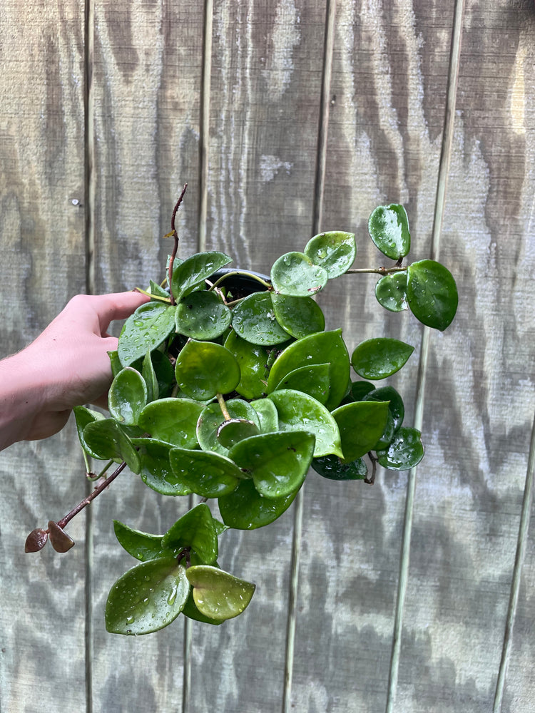 6” Hoya Chelsea