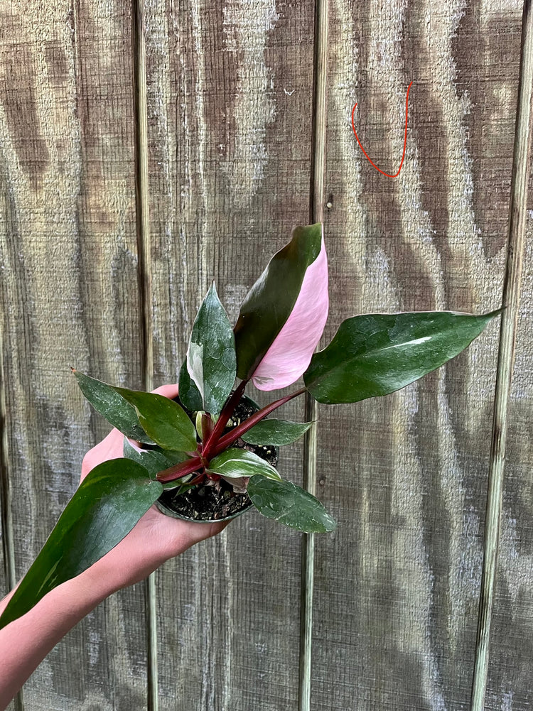 4” Pink Princess ‘U’