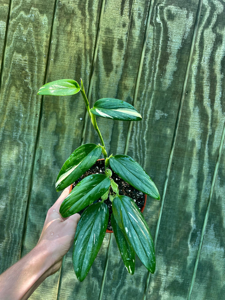 6” Monstera Standleyana Albo