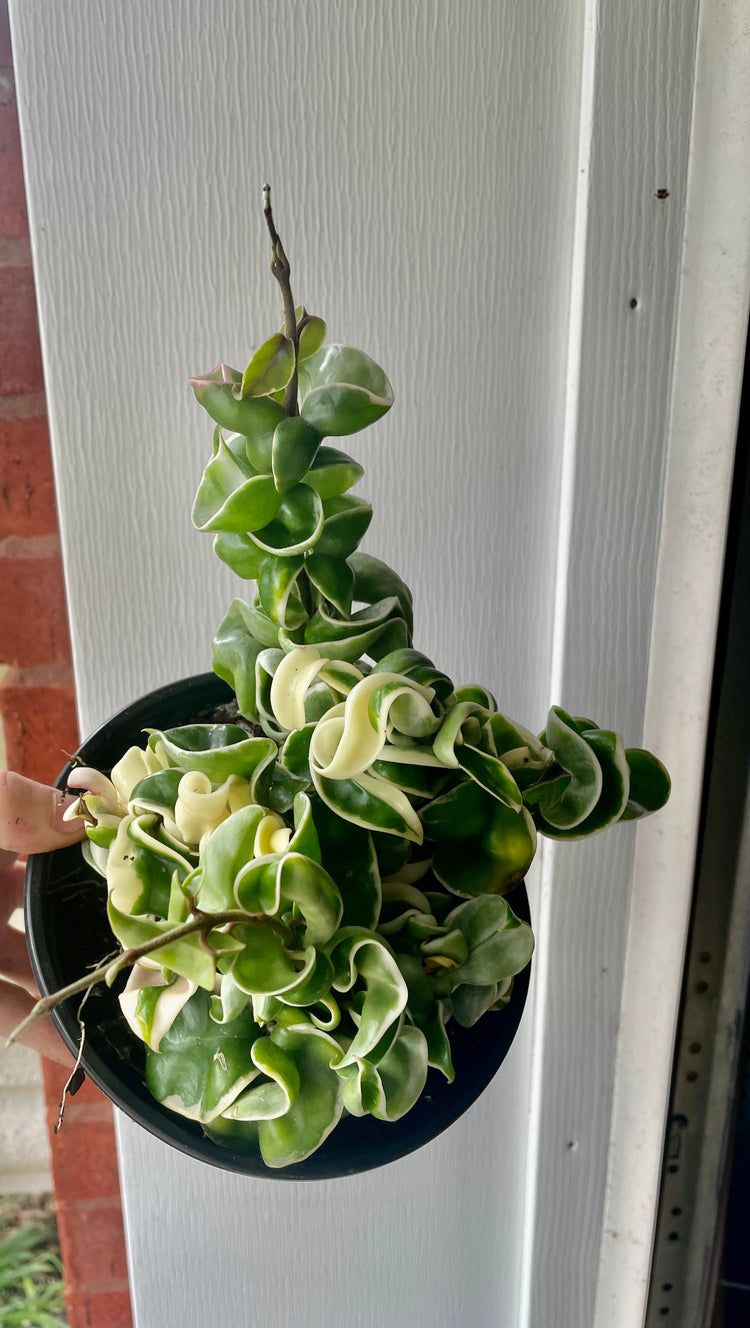 6” Variegated Hoya compacta ‘H’ - Succulent/ Houseplant