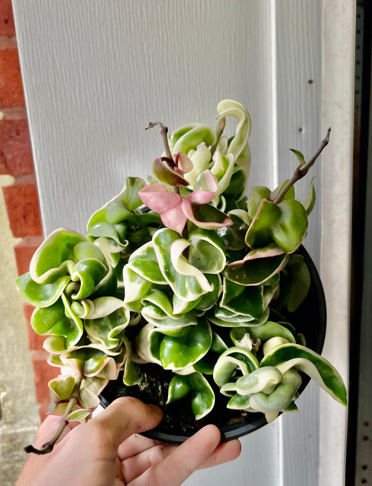 6” Variegated Hoya compacta ‘F’ - Succulent/ Houseplant