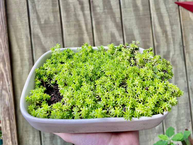 6” with pot & 2” Sedum