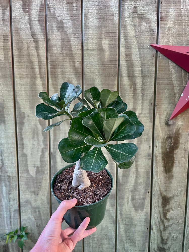 6” Desert Rose