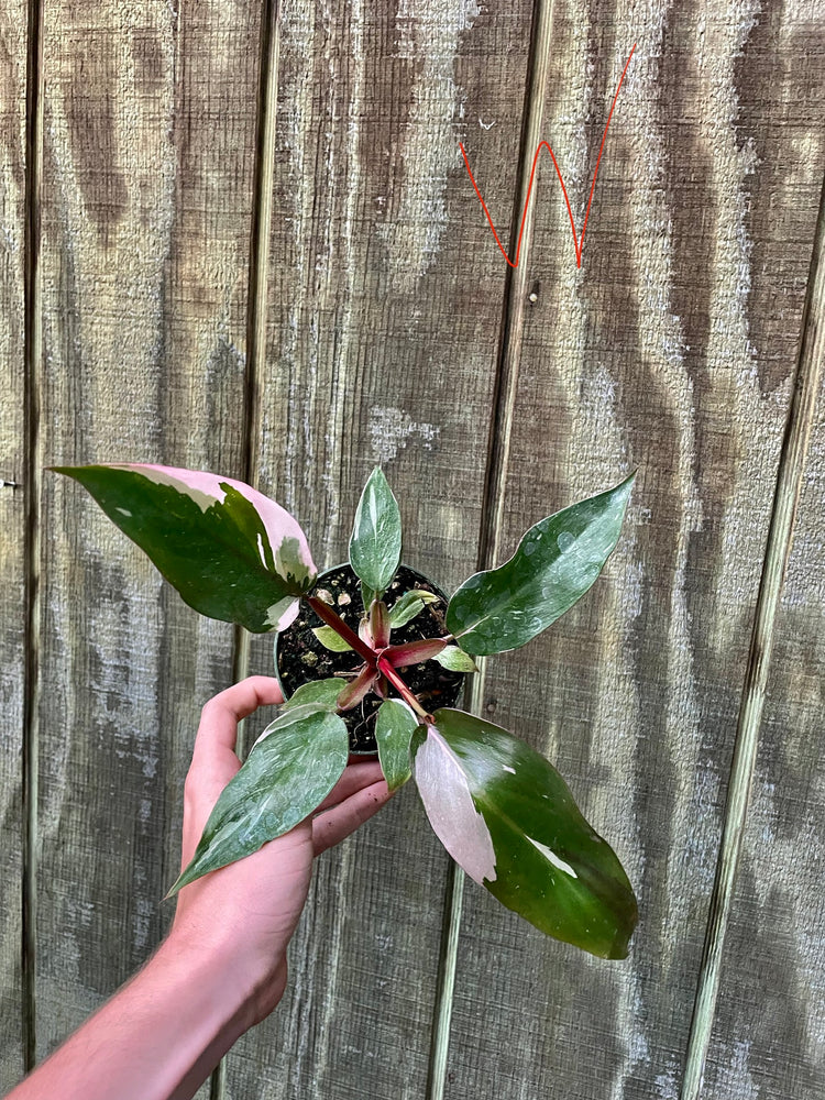 4” Pink Princess ‘W’