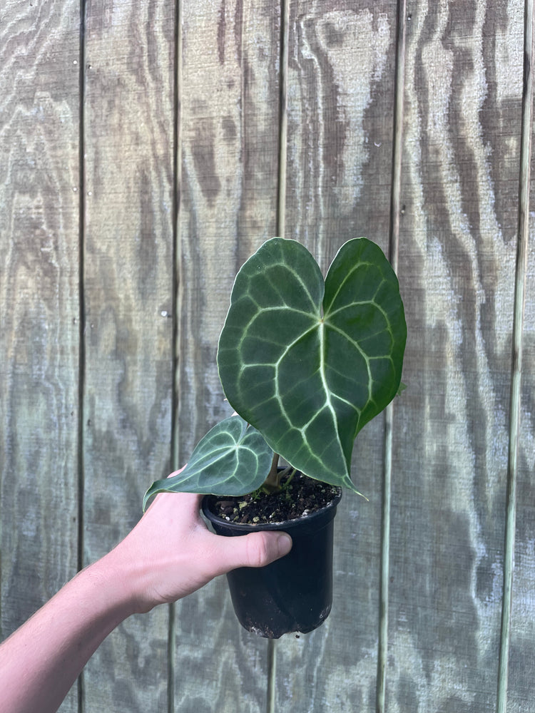 Curly Clarinervium Hybrid