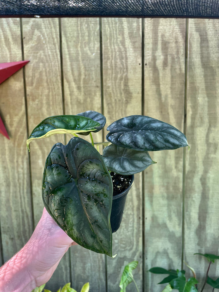 4” Alocasia ‘Dragon Scale’