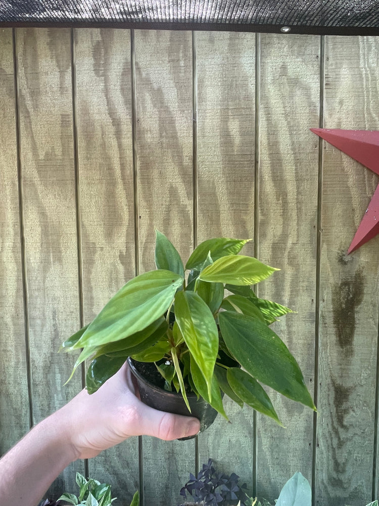 4” & 6” Philodendron Fuzzy Petiole