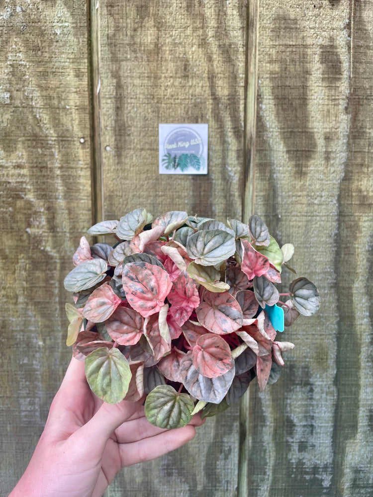 6” Peperomia Pink Marble ‘A’ (Mother)