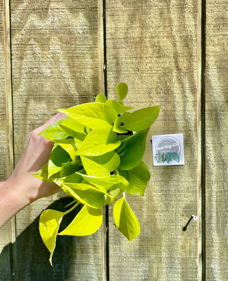 4” Neon Pothos