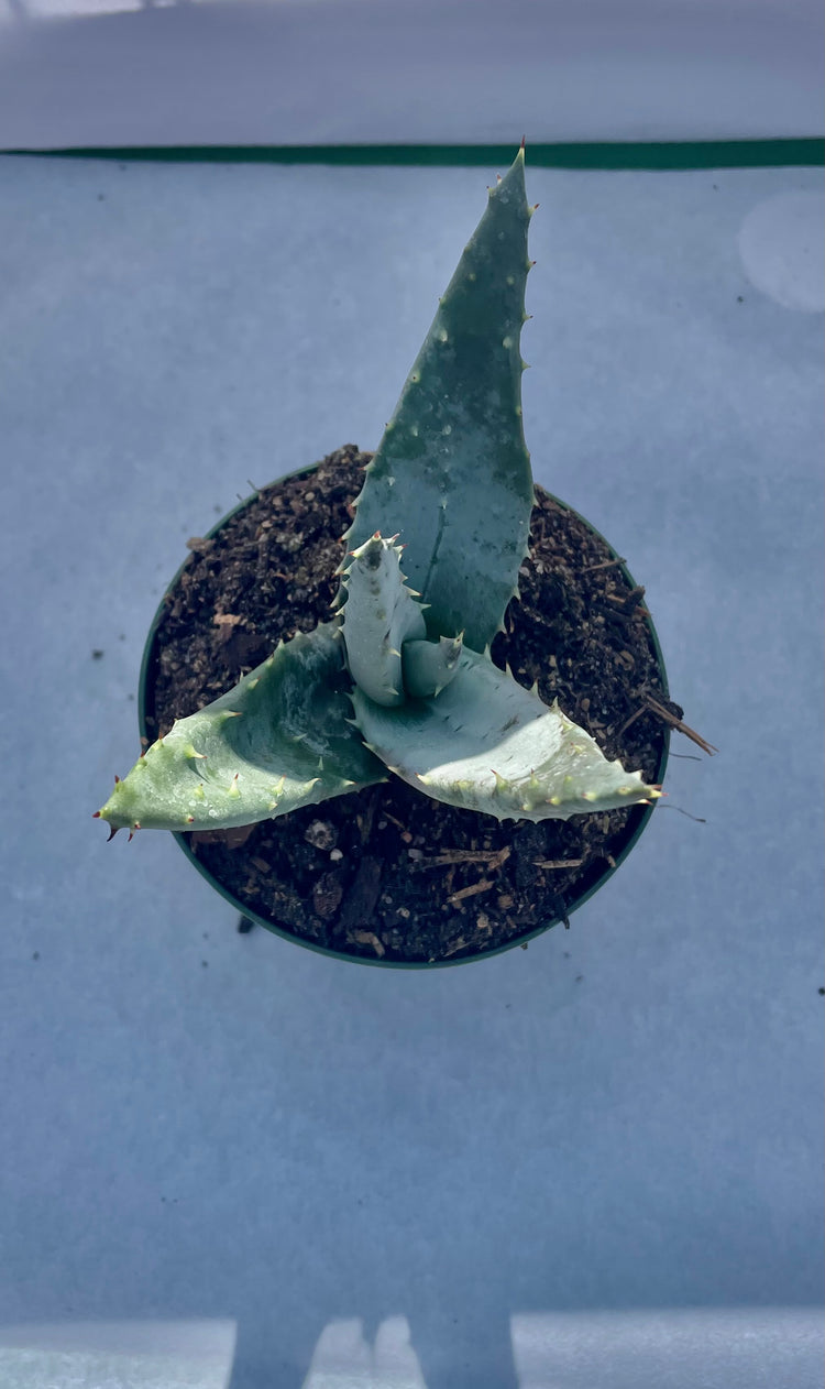 4” Aloe ‘Marlothii’