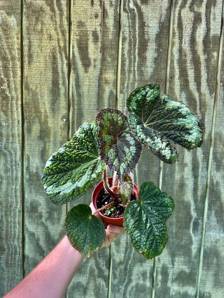 Begonia longiciliata