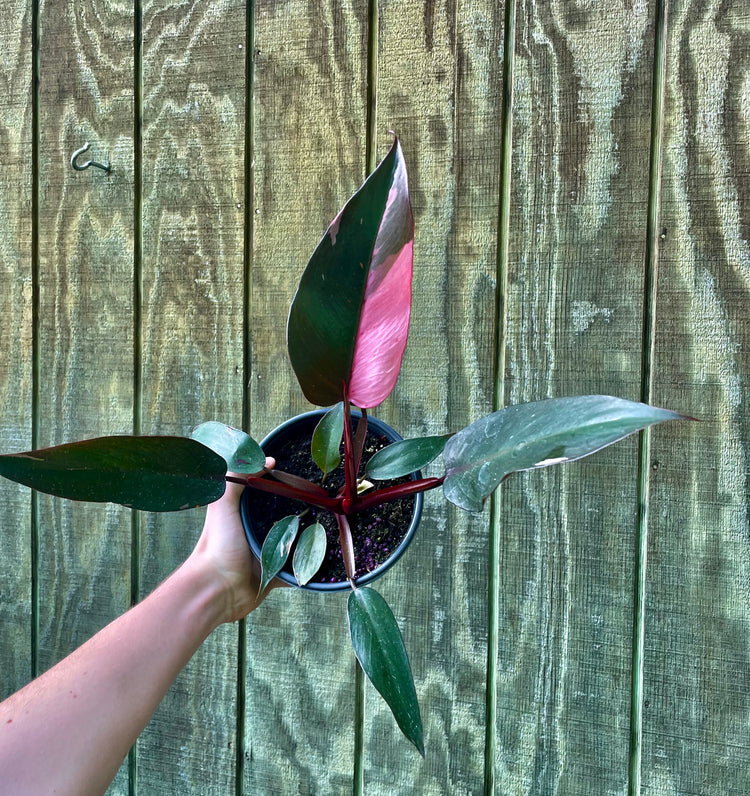 6” Pink Princess