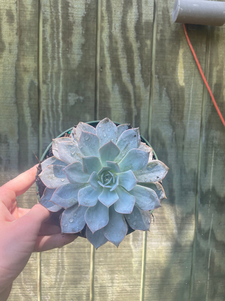 6” Ice Echeveria