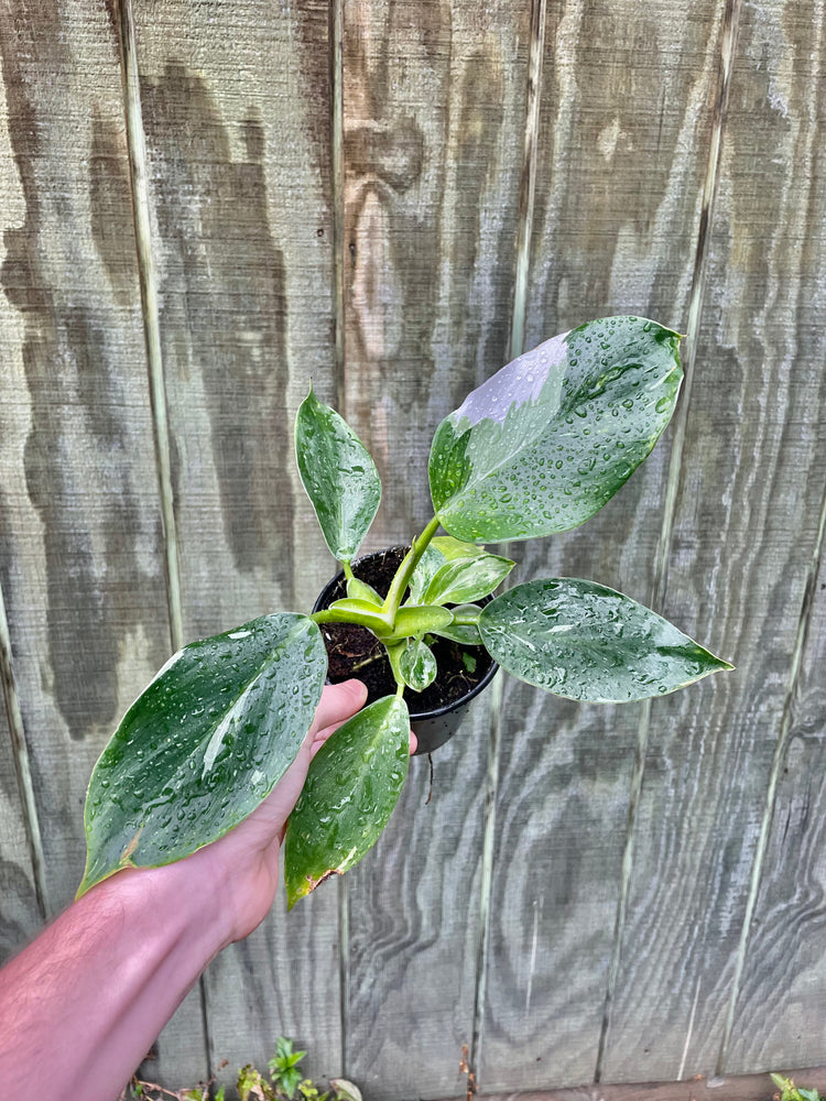 4” Philodendron White Wizard