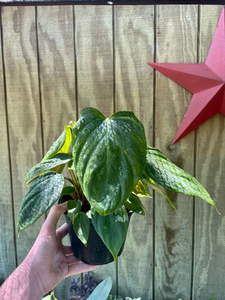 4” & 6” Philodendron Fuzzy Petiole