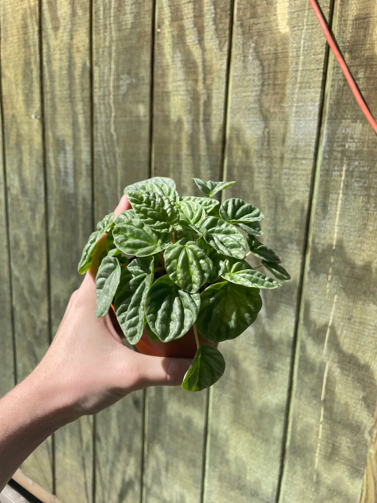4” Peperomia Ice