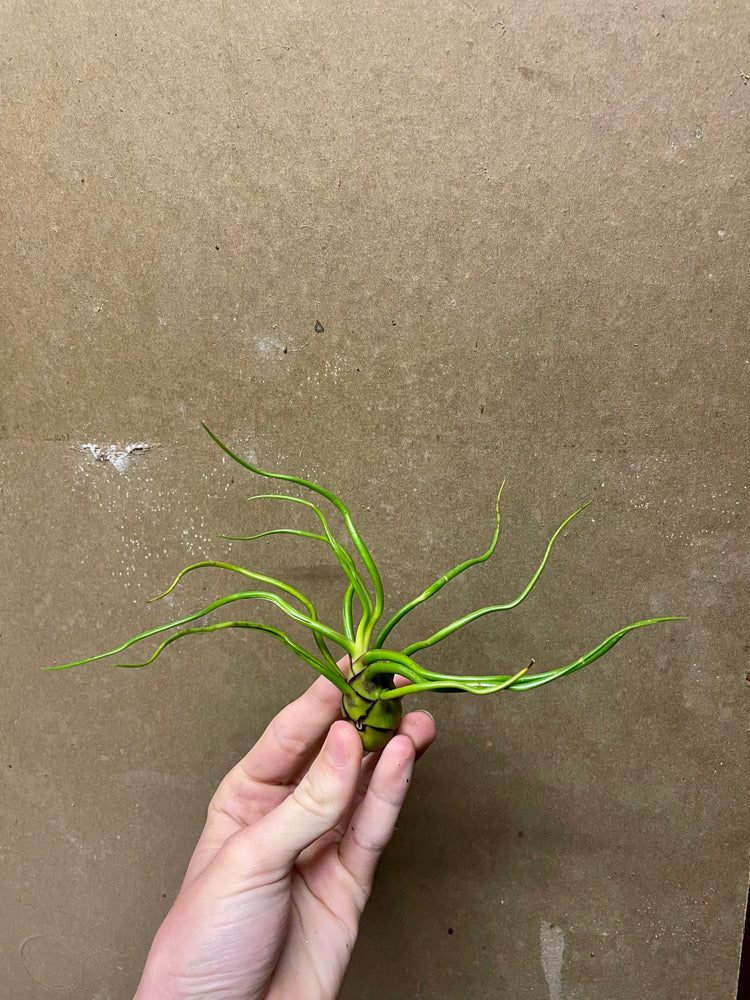 Tillandsia Bulbosa
