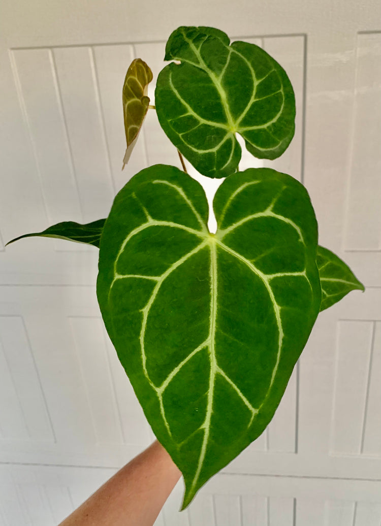 5” Rare Anthurium Magnificum (FREE SHIP) - Houseplant