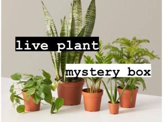 mystery house plant box Live Plant Mystery Box