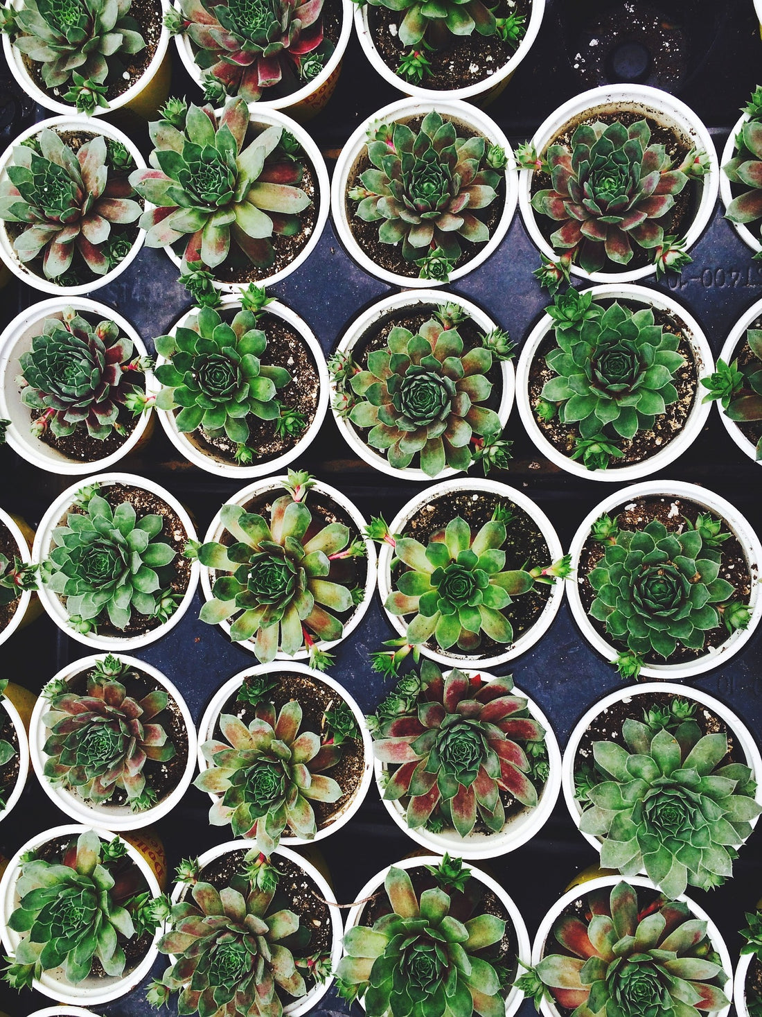 Beginner's Guide To Succulent Propagation