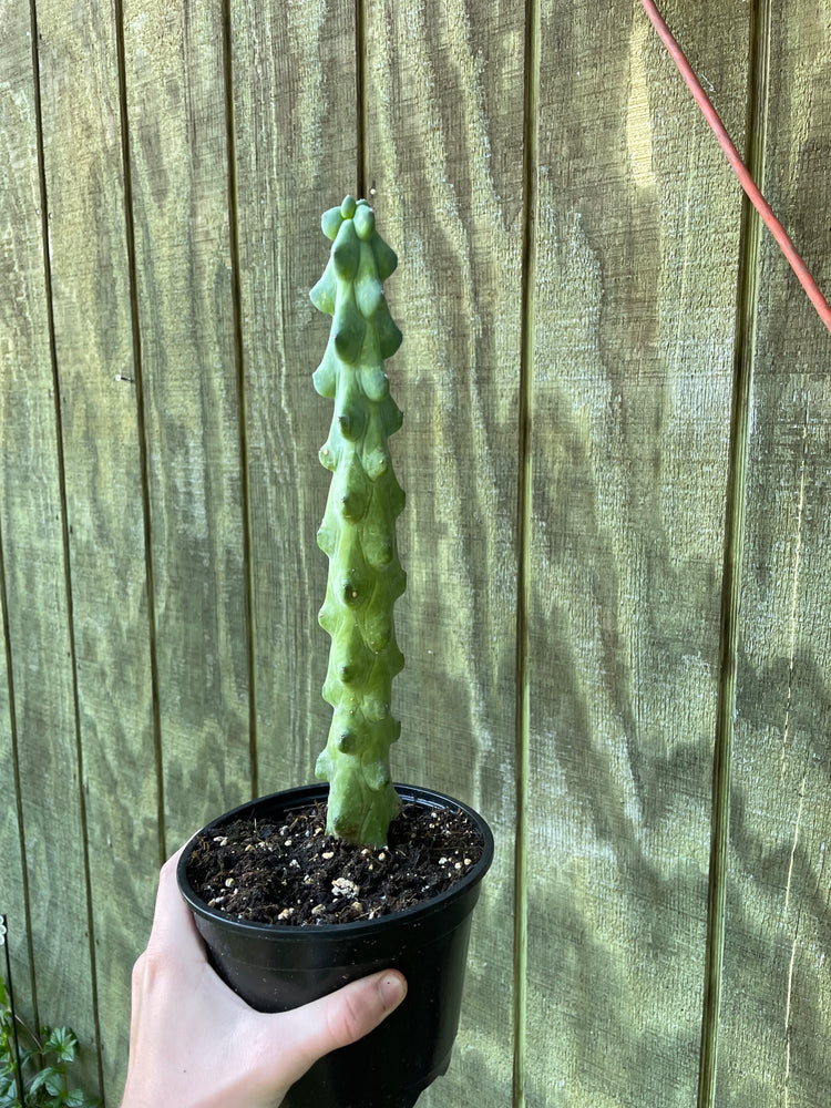 6” Boobie Cactus