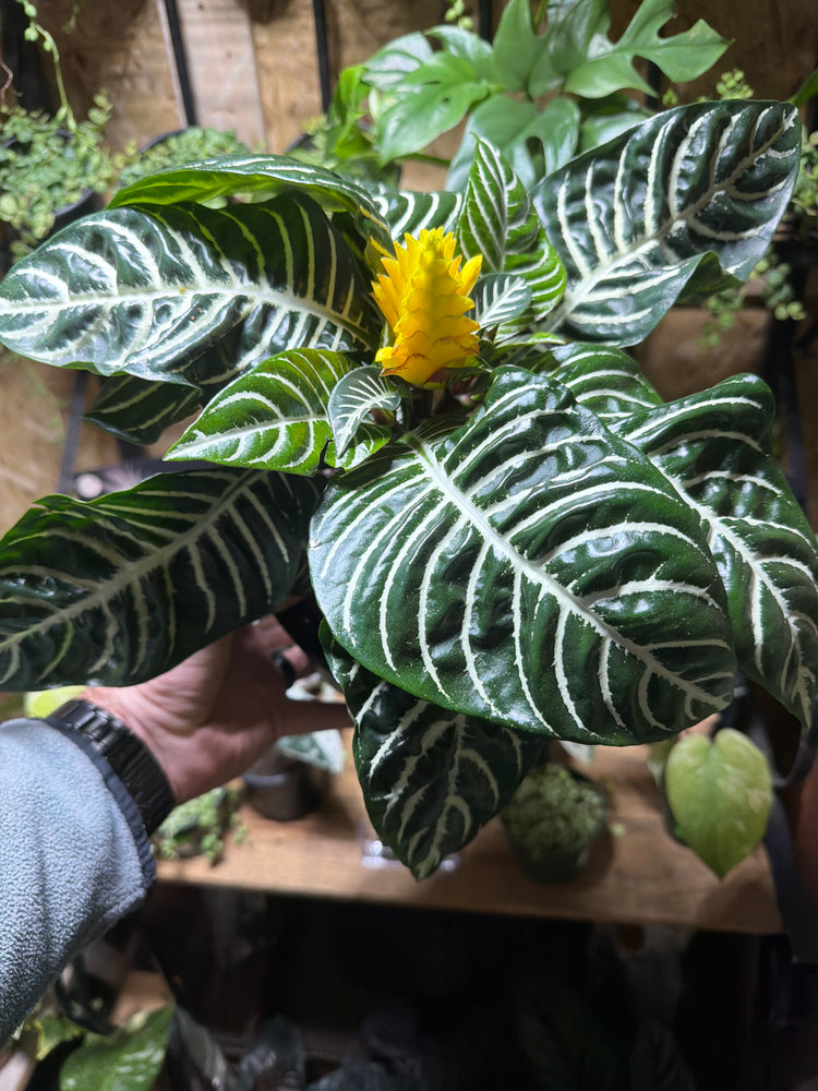 Zebra Plant (Aphelandra)