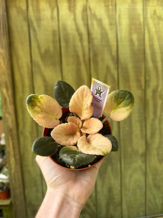 4” Variegated Violet