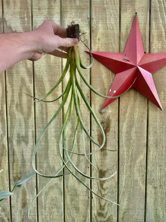 Curly Airplant