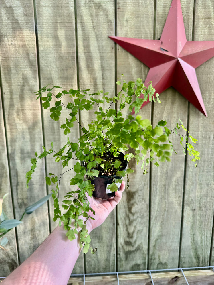 4” Maidenhair Fern