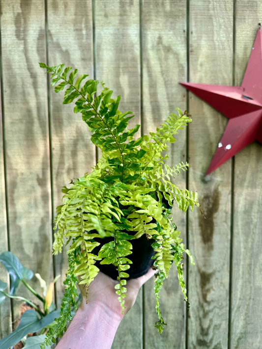 6” Variegated Fern