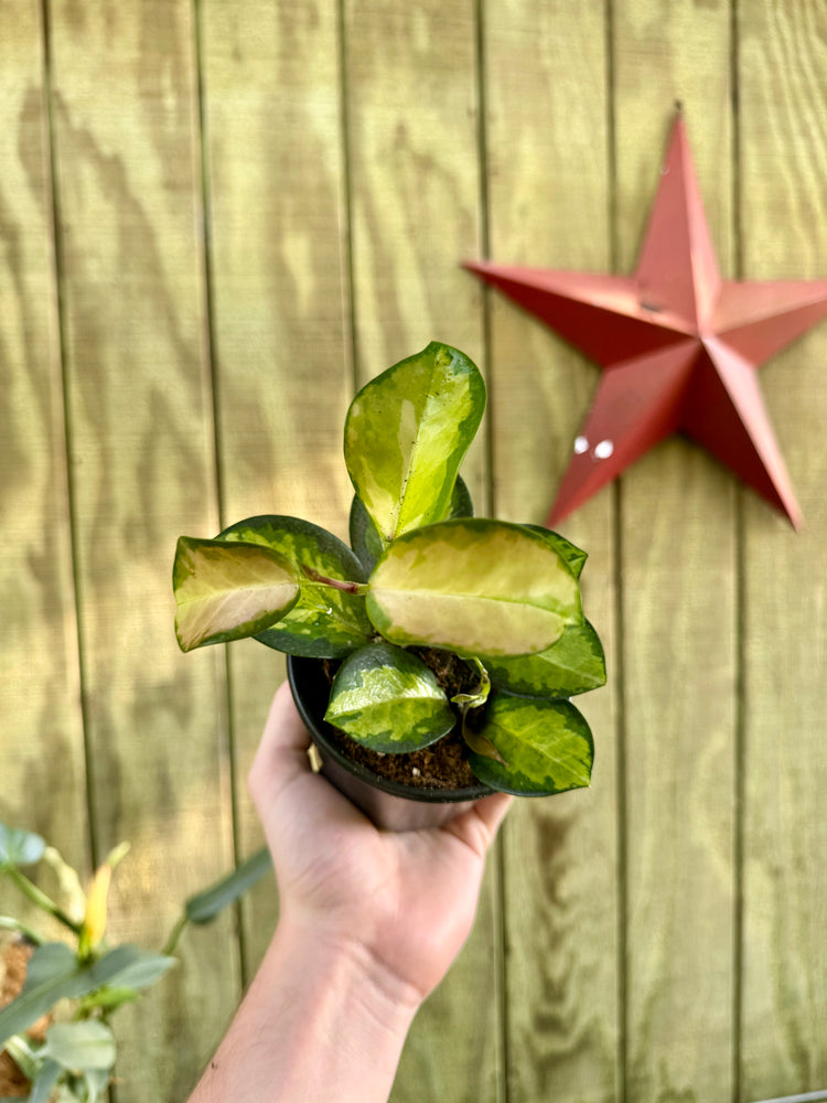 4” Hoya Lisa