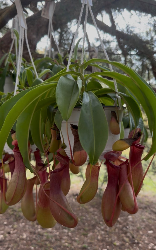 6” Pitcher Plant HB