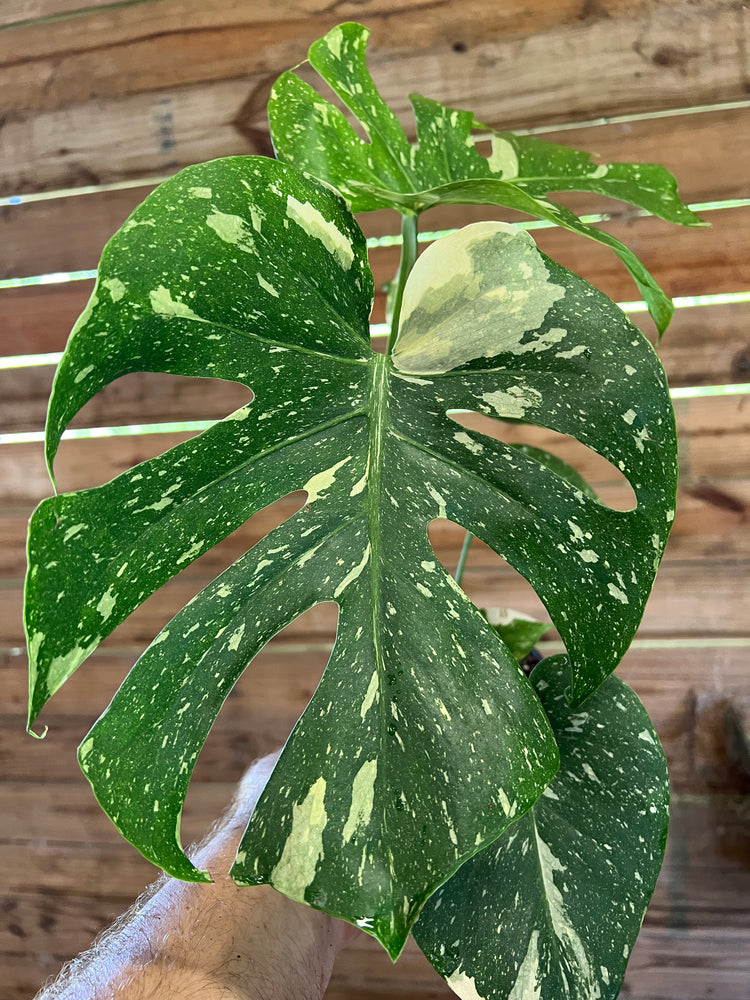 6” Monstera Thai