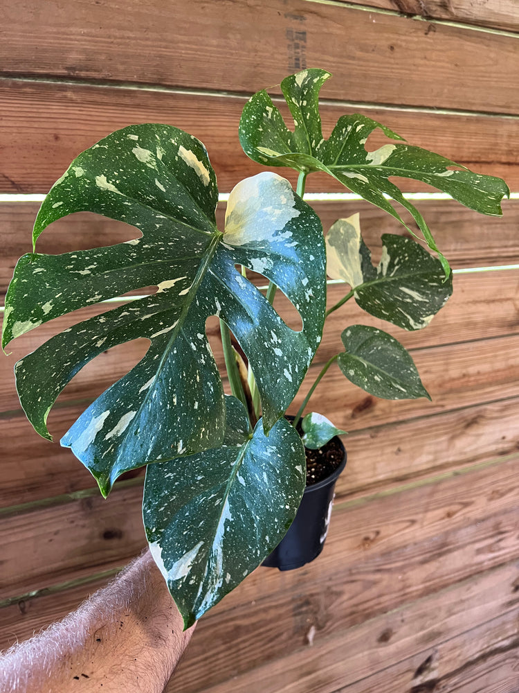 6” Monstera Thai