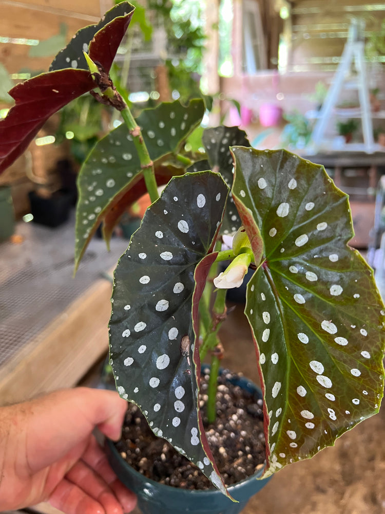 4” Angel Begonia