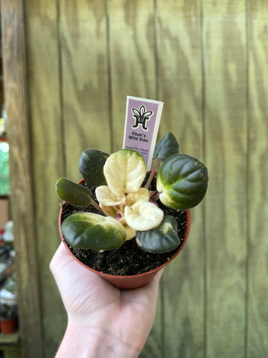 4” Variegated Violet “Wild”