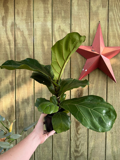 ebay fiddle leaf fig 6” Fiddle Fig